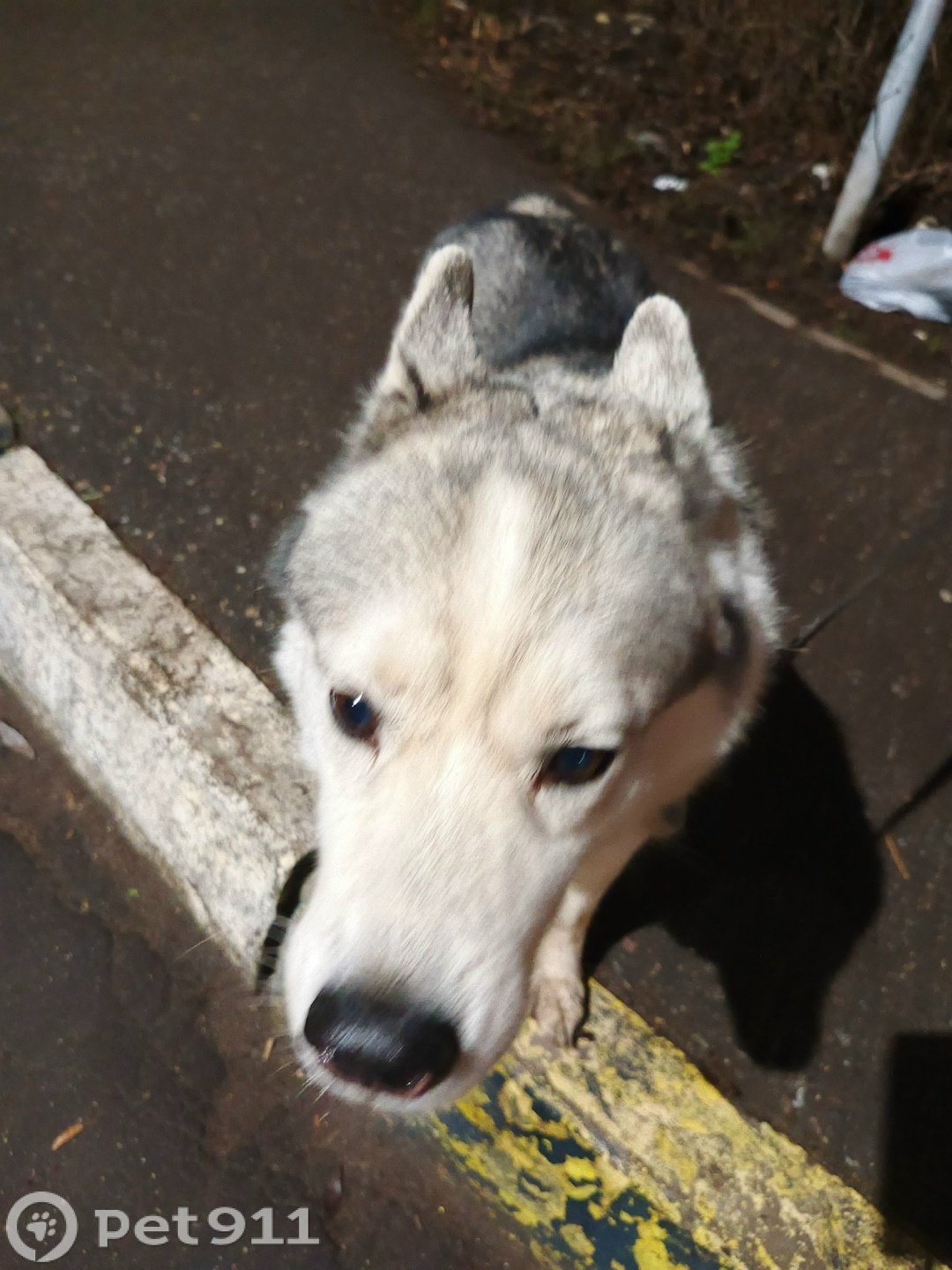 Найдена собака в Реутове — фото объявления