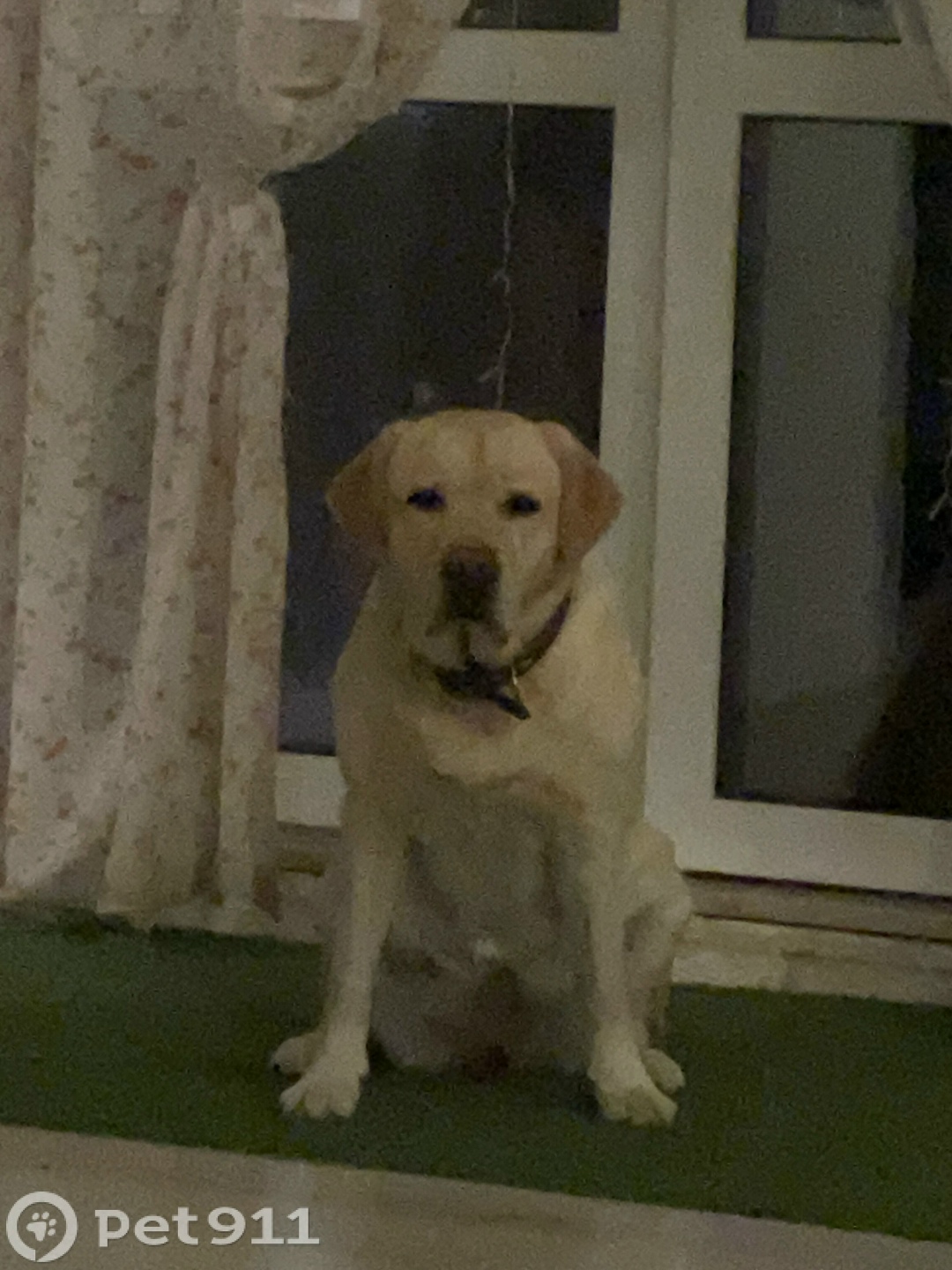 Пропала собака в Реутове — фото объявления