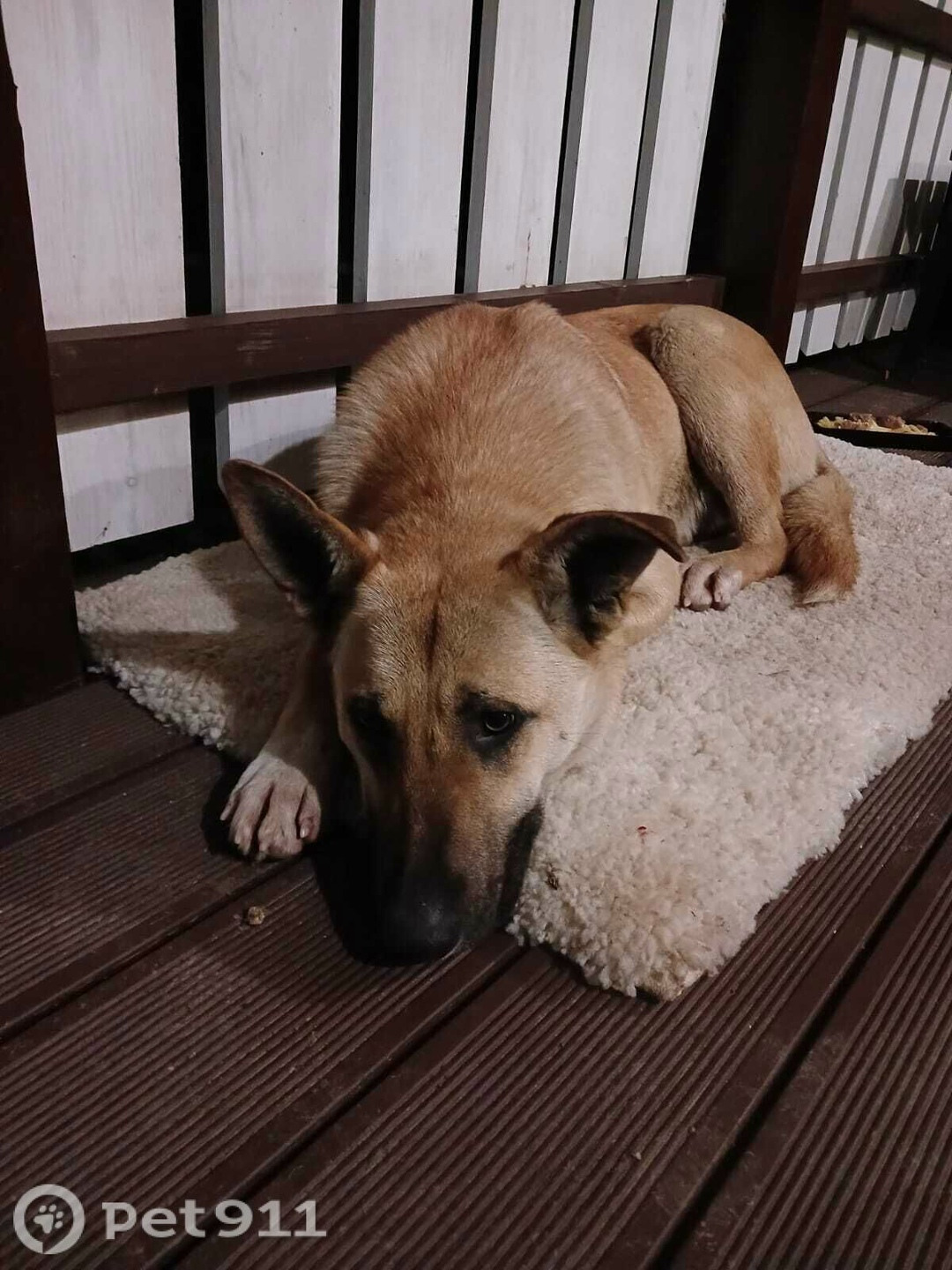 Найдена кошка в Реутове — фото объявления