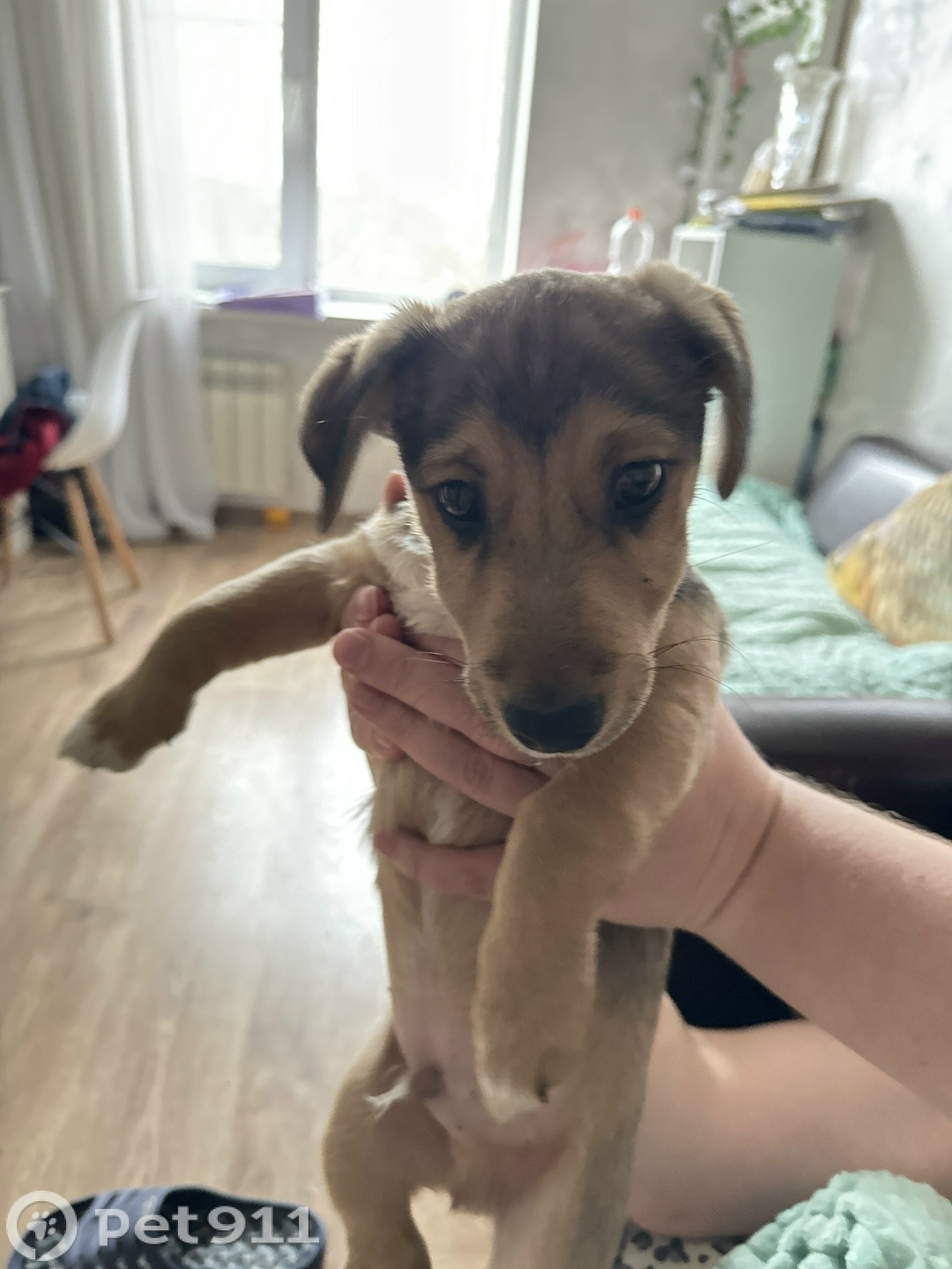 Найдена собака в Реутове — фото объявления