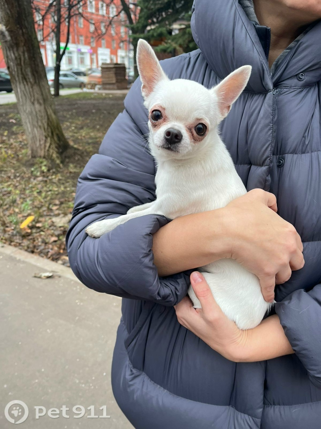 Найдена собака в Реутове — фото объявления