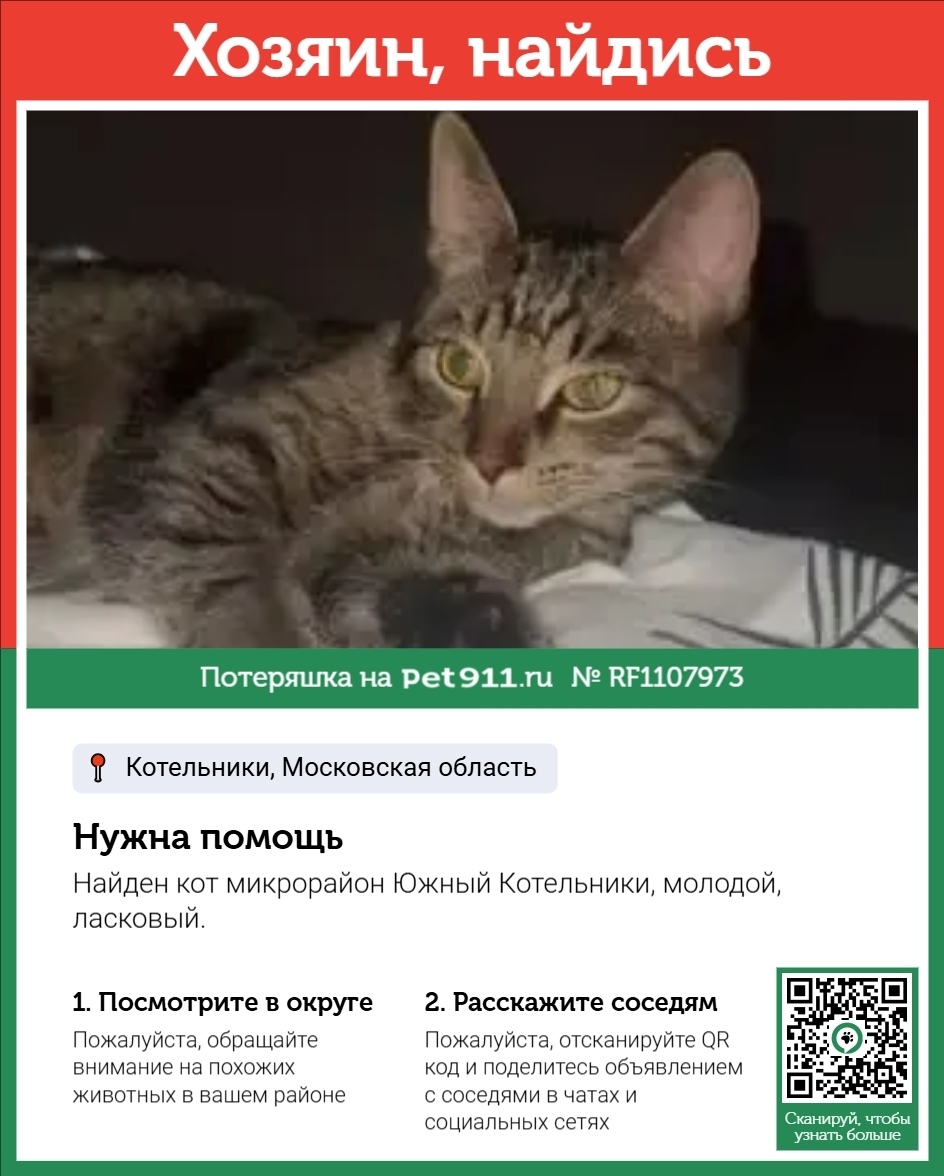 Найдена кошка в Реутове — фото объявления