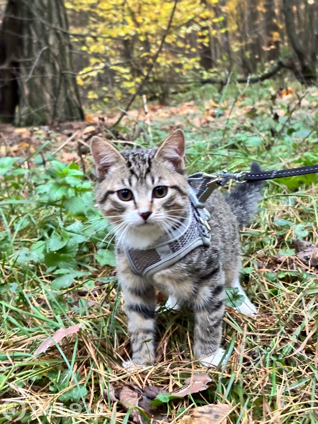 Пропала кошка в Реутове — фото объявления