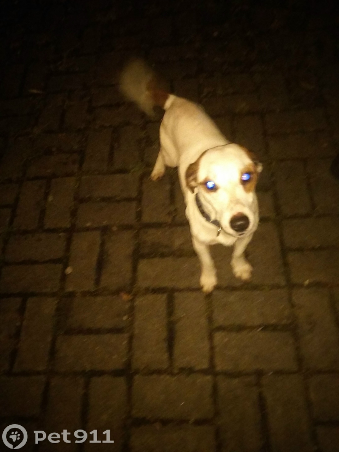 Найдена собака в Реутове — фото объявления