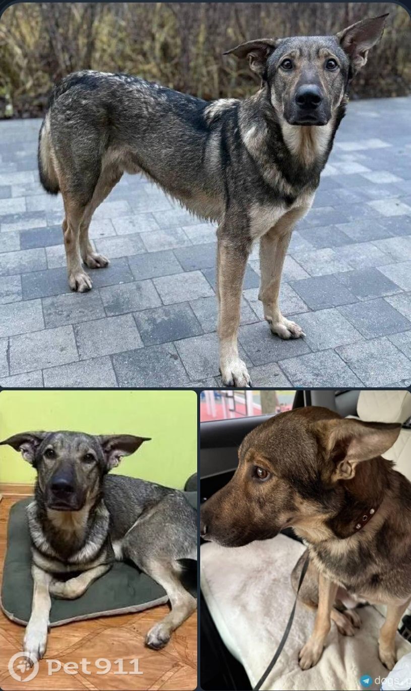 Найдена собака в Реутове — фото объявления