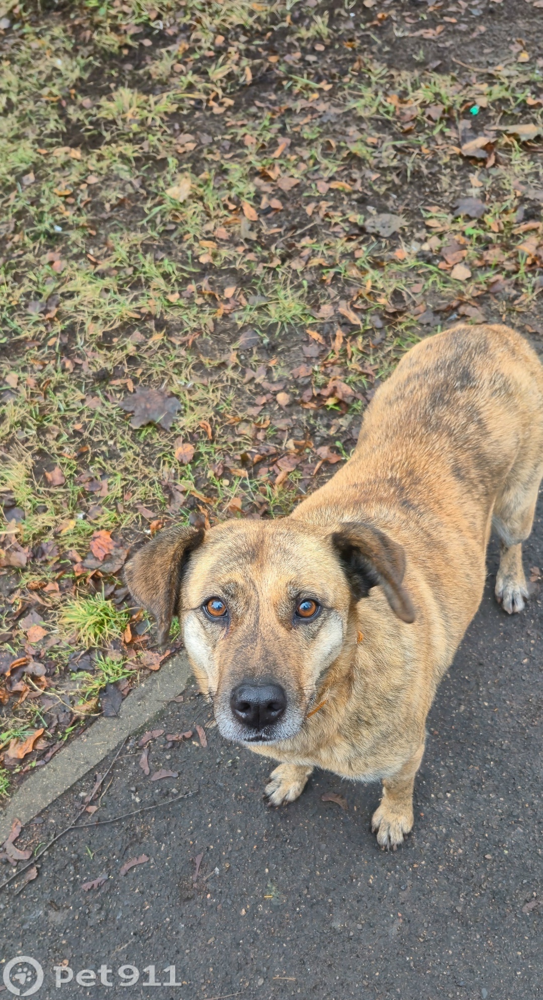 Найдена собака в Реутове — фото объявления