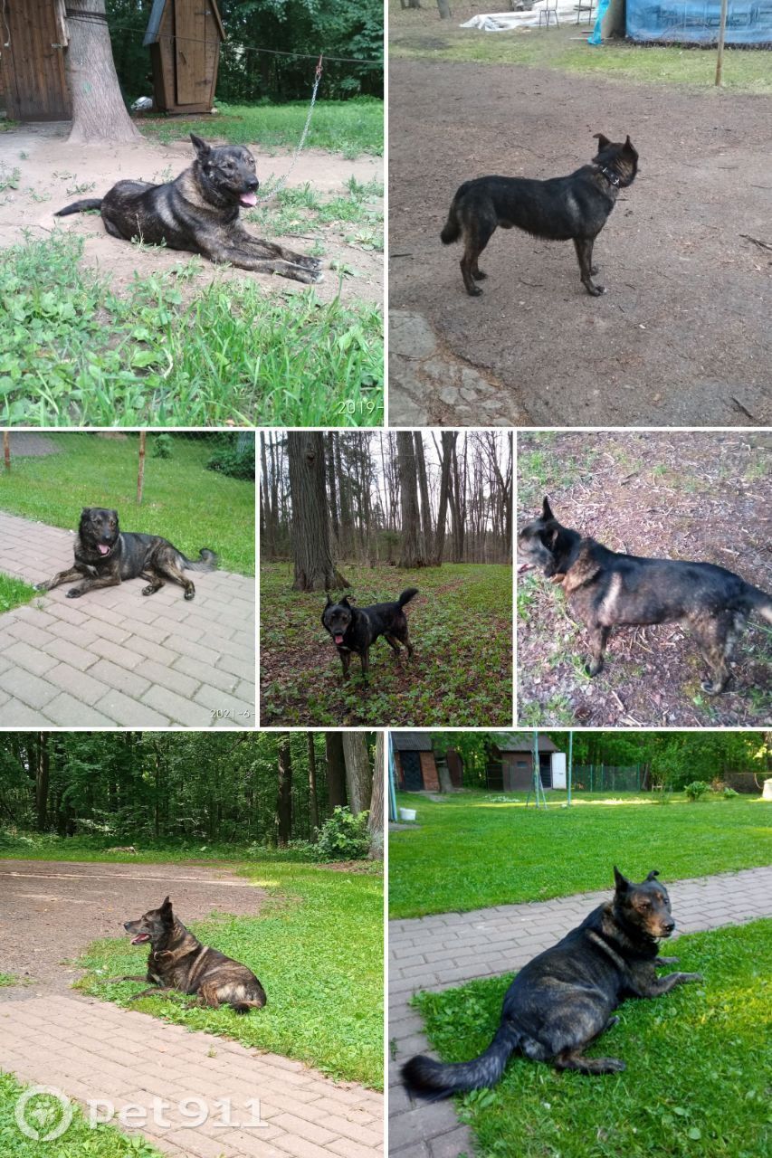 Пропала собака в Реутове — фото объявления