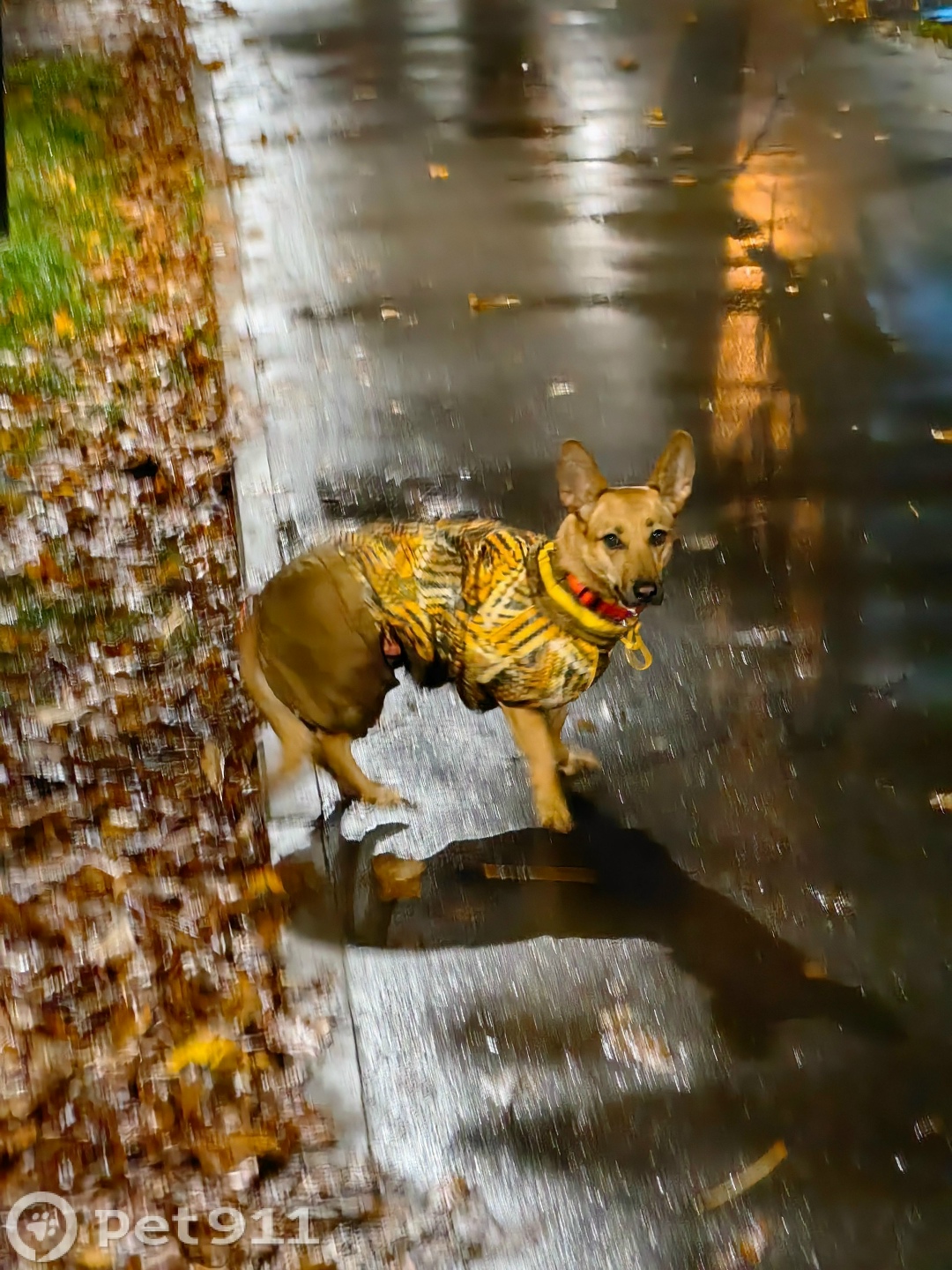Пропала собака в Реутове — фото объявления
