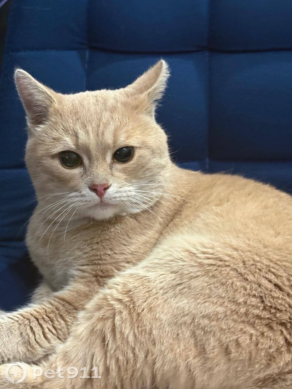 Найдена кошка в Реутове — фото объявления