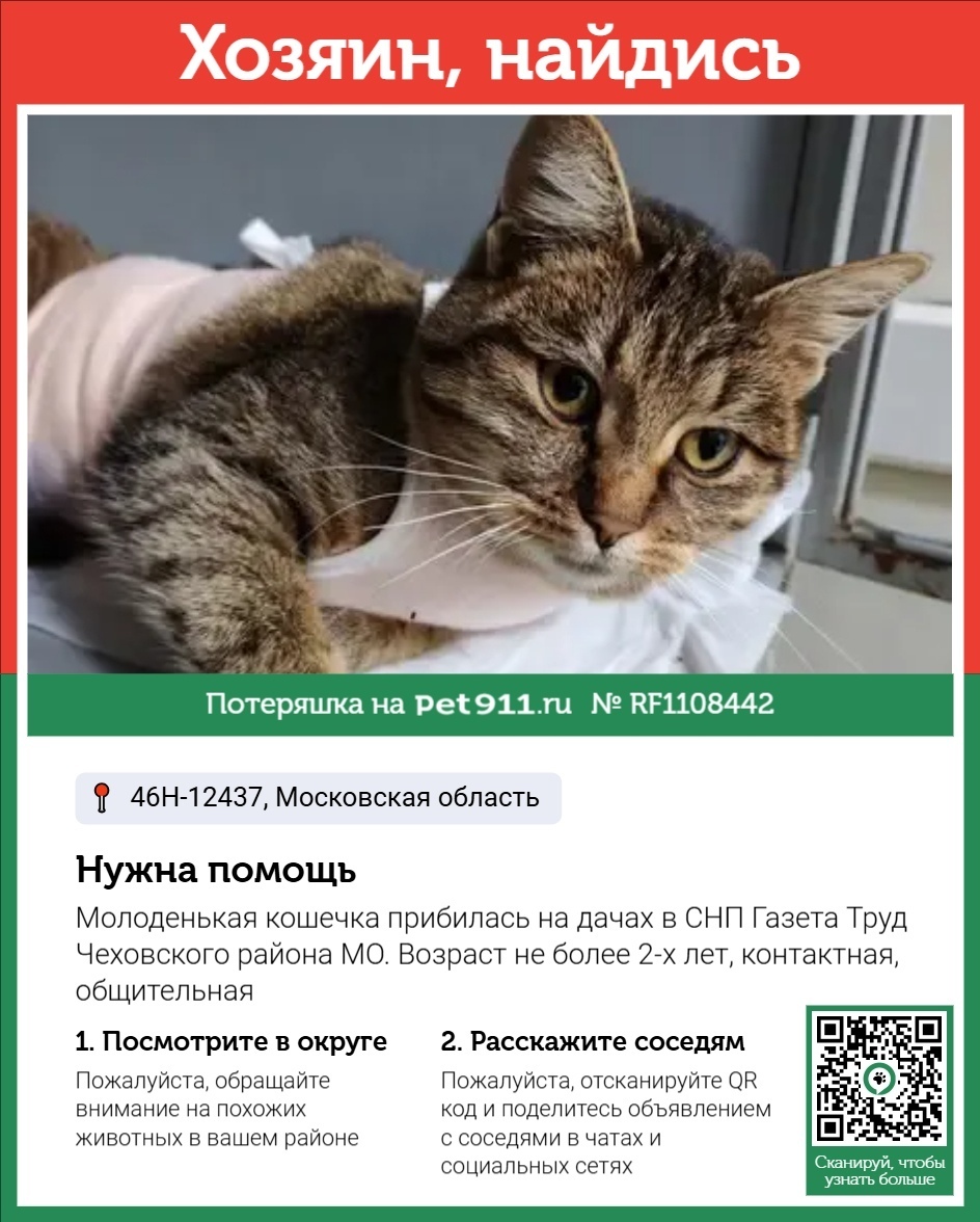 Найдена кошка в Реутове — фото объявления