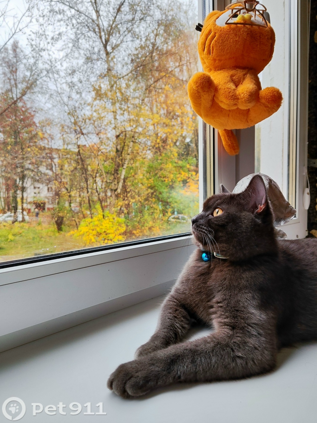 Пропала кошка в Реутове — фото объявления