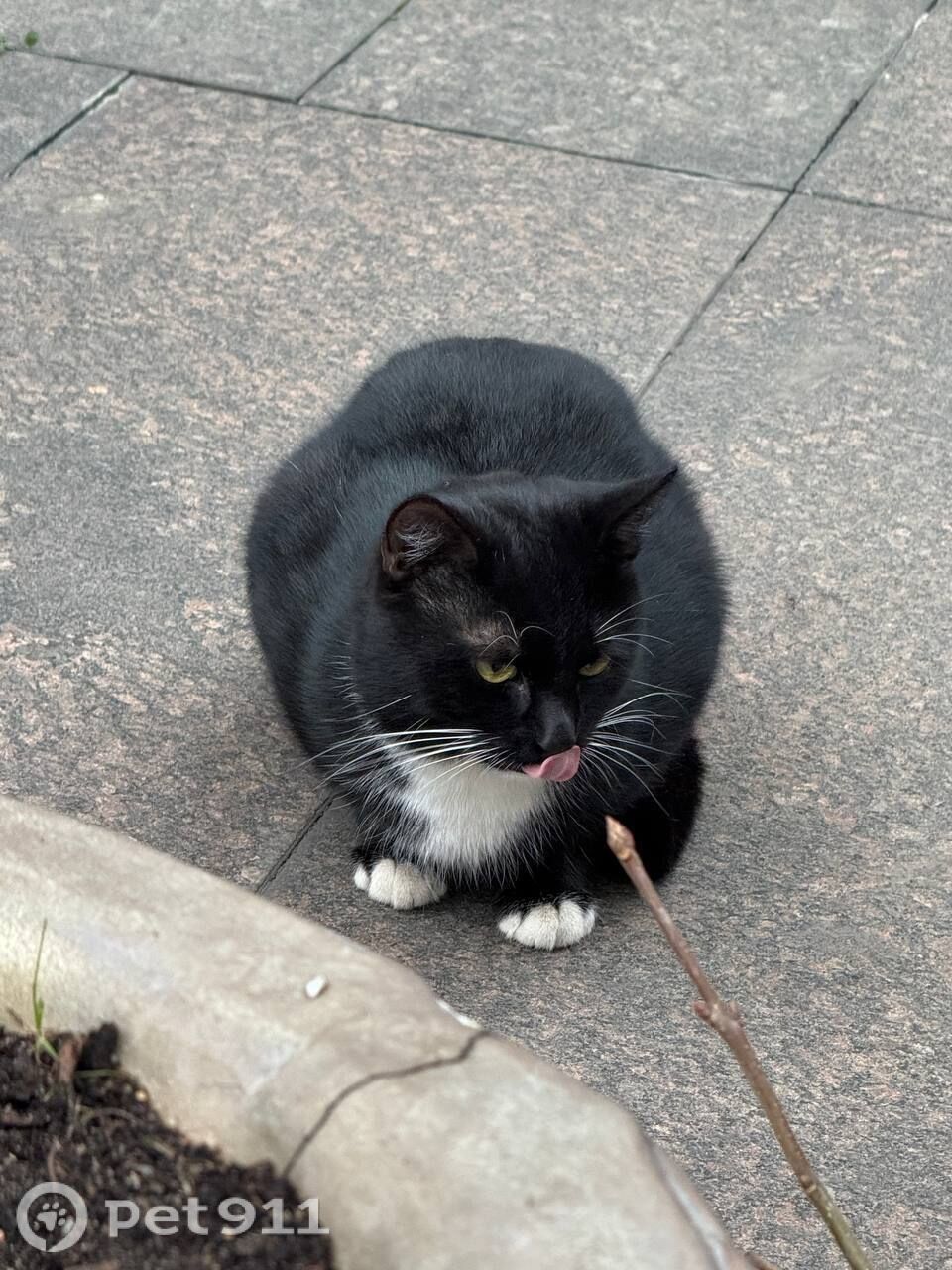 Найдена кошка в Реутове — фото объявления