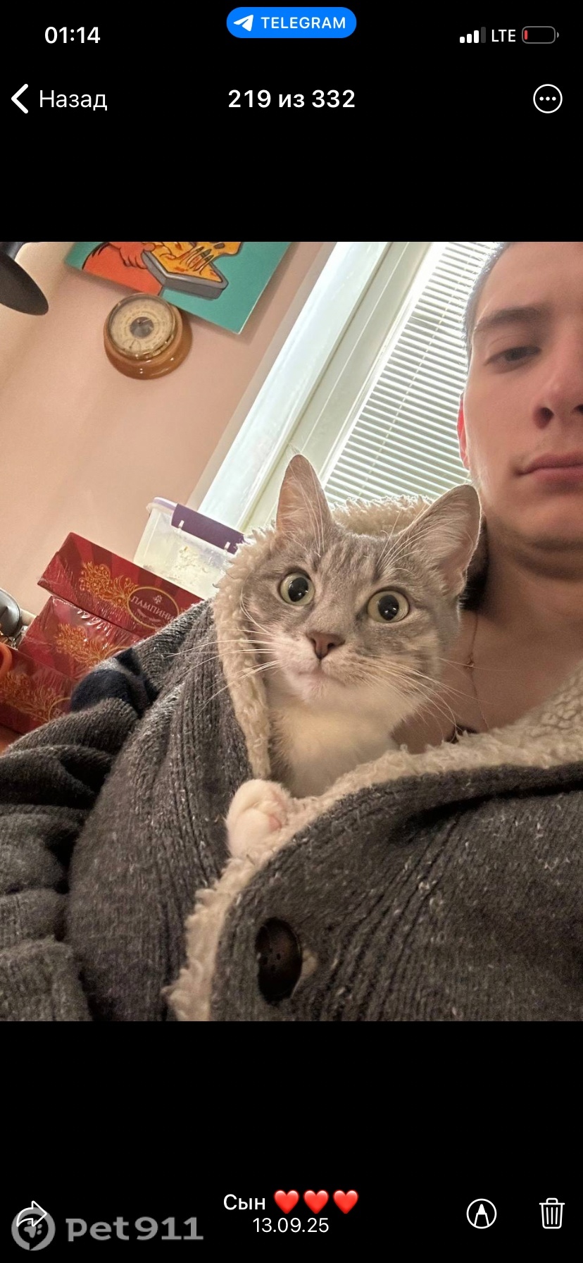 Пропала кошка в Реутове — фото объявления