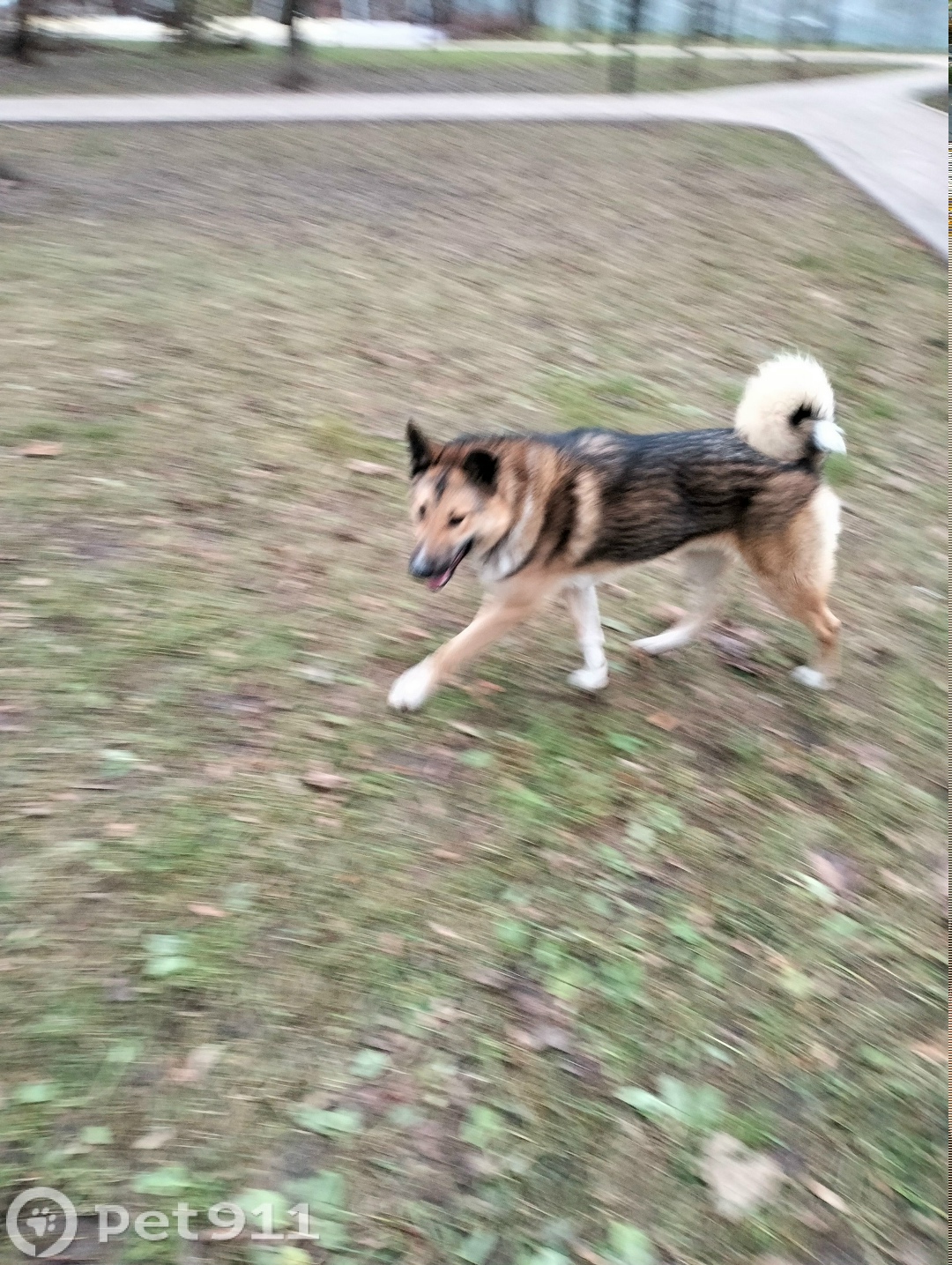 Найдена собака в Реутове — фото объявления