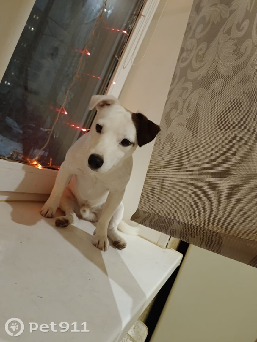 Пропала собака в Реутове — фото объявления