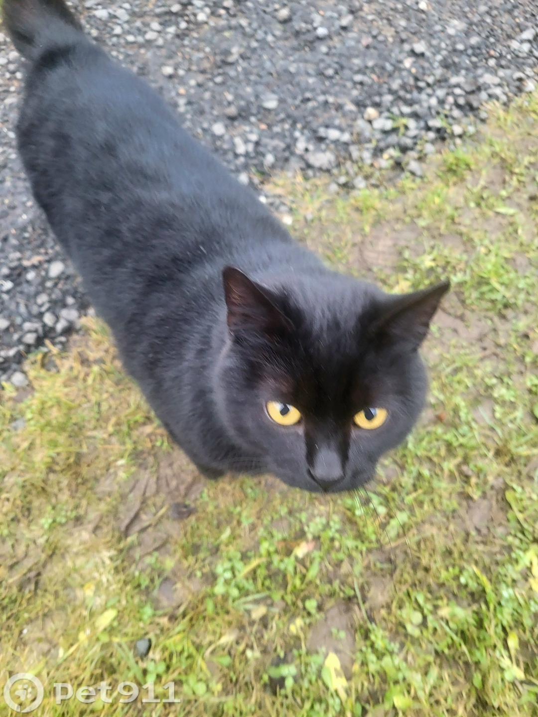 Найдена кошка в Реутове — фото объявления