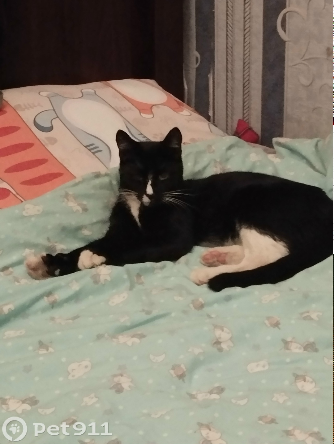 Найдена кошка в Реутове — фото объявления