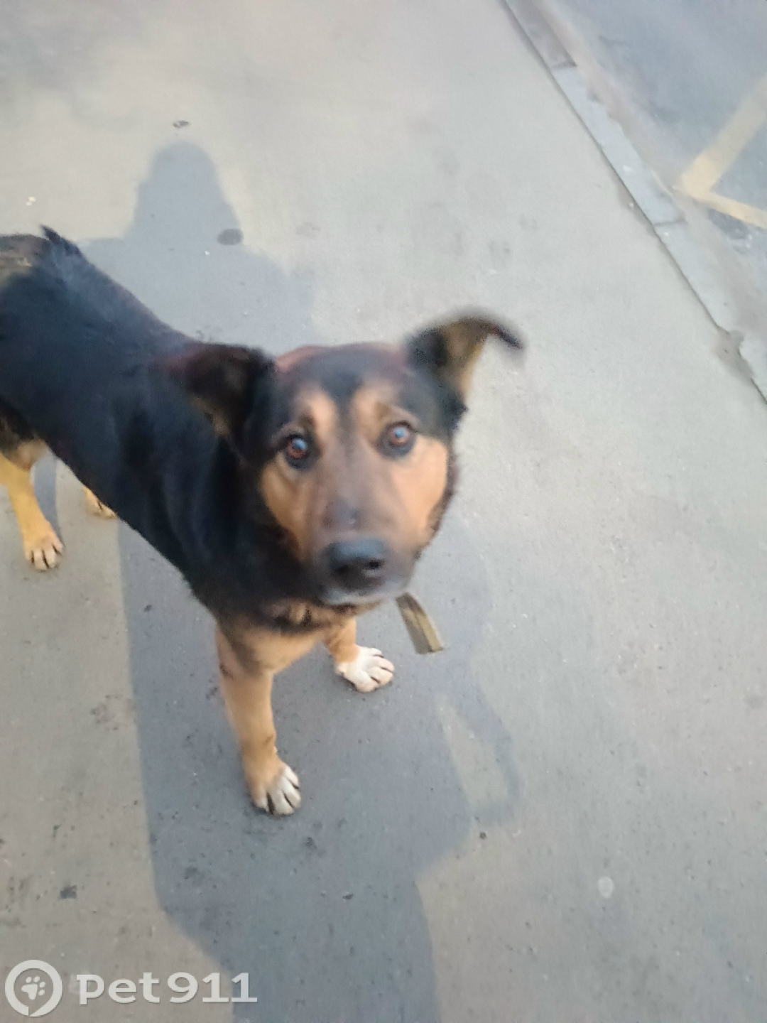 Найдена собака в Реутове — фото объявления