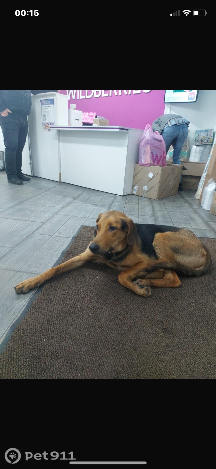 Найдена собака в Реутове — фото объявления