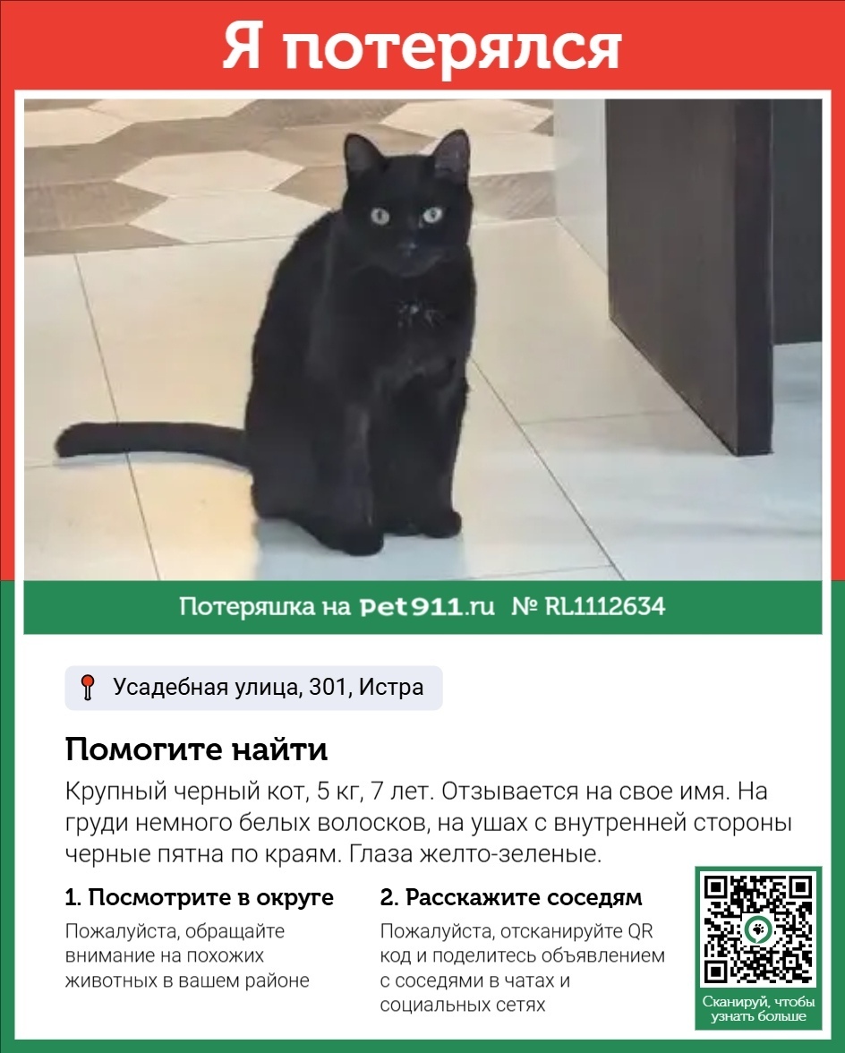 Пропала кошка в Реутове — фото объявления