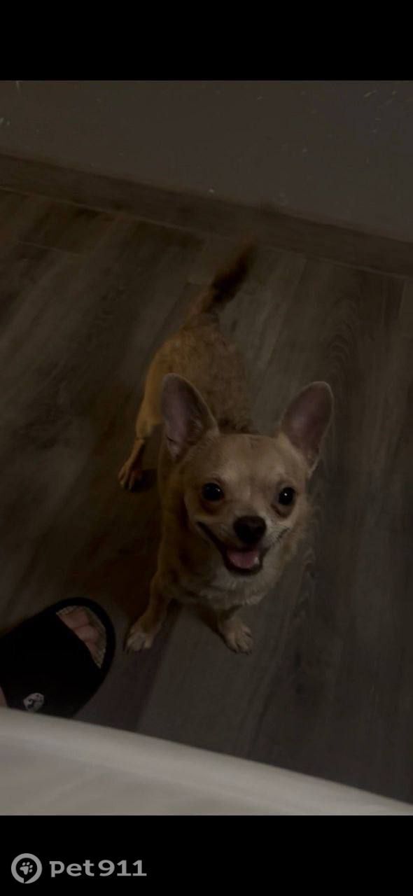 Пропала собака в Реутове — фото объявления