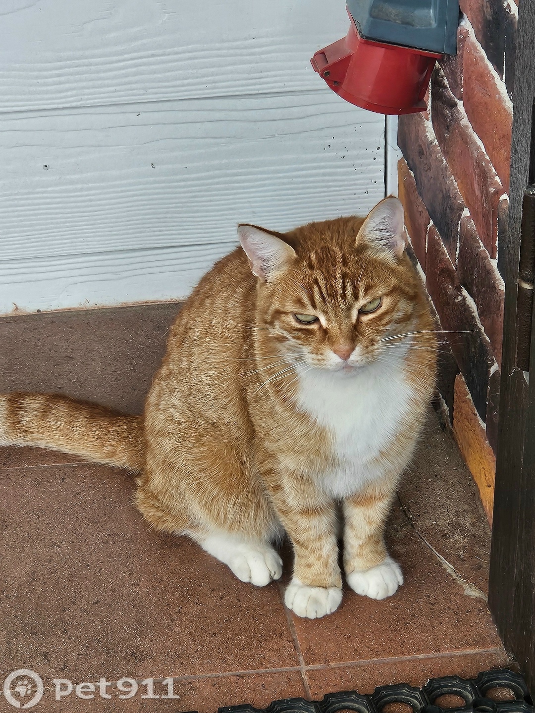 Пропала кошка в Реутове — фото объявления