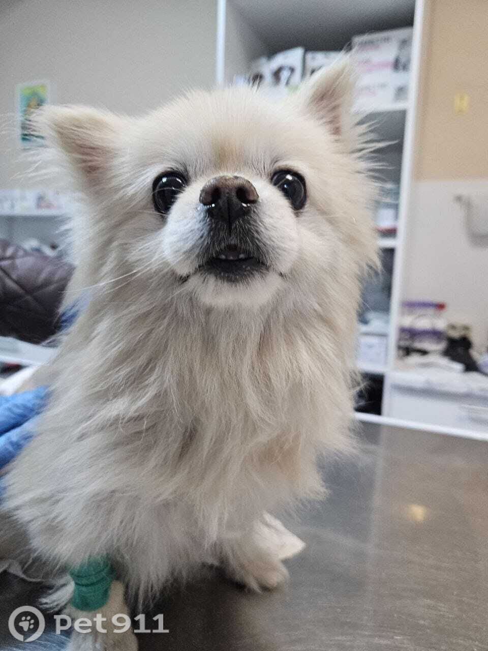 Найдена собака в Реутове — фото объявления