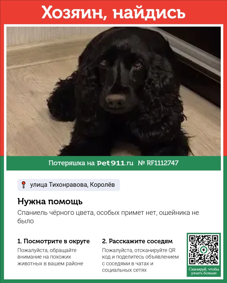 Найдена собака в Реутове — фото объявления