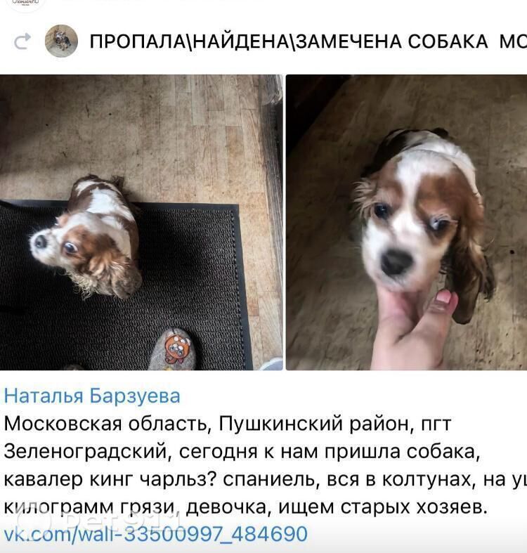 Найдена собака в Реутове — фото объявления