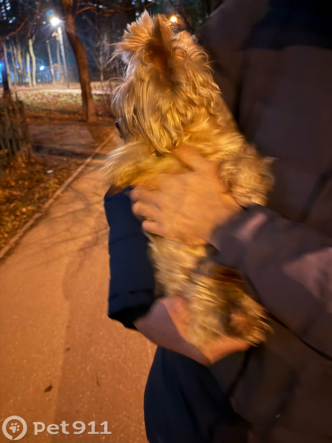 Найдена собака в Реутове — фото объявления