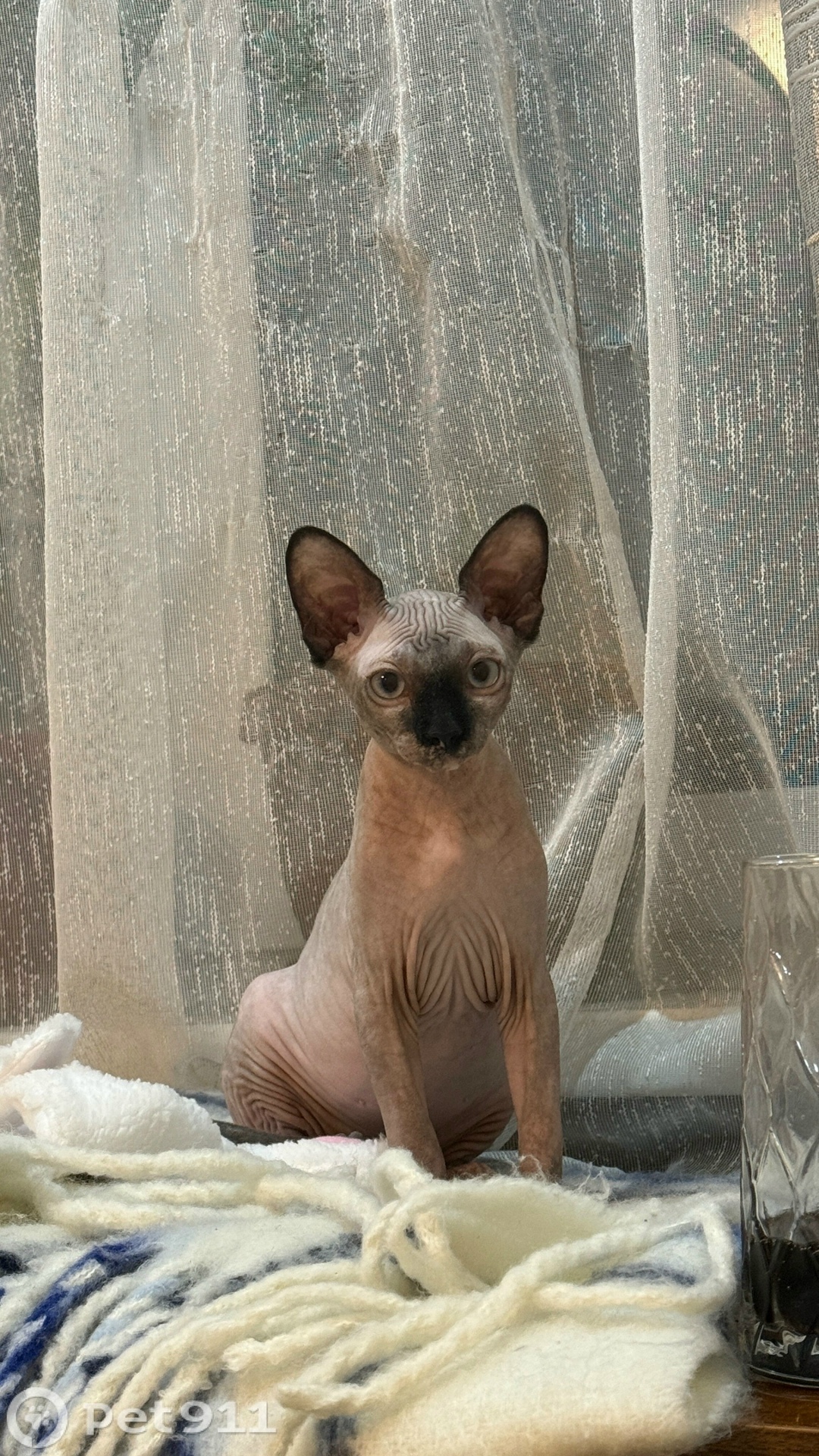 Пропала кошка в Реутове — фото объявления