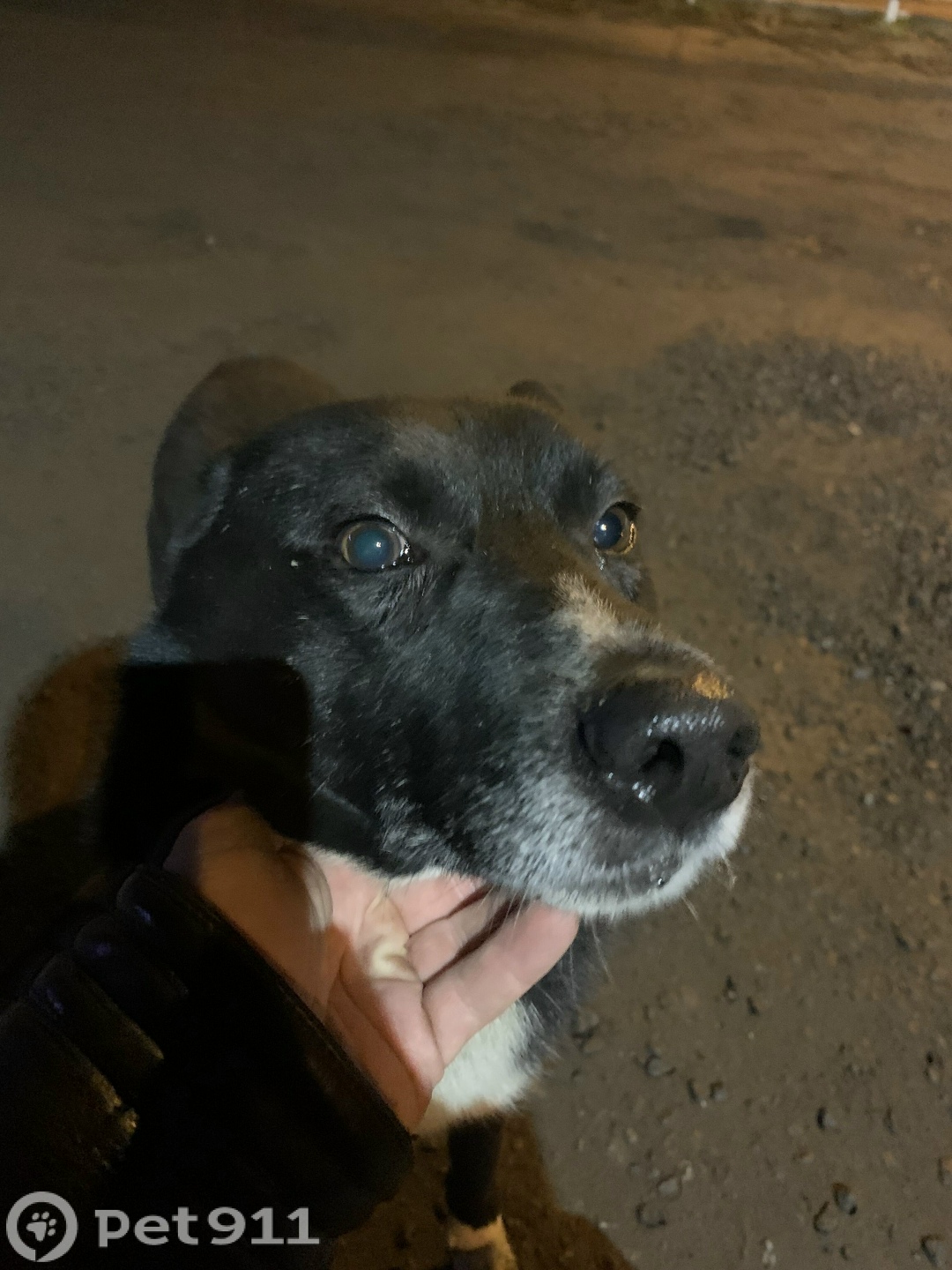 Найдена собака в Реутове — фото объявления