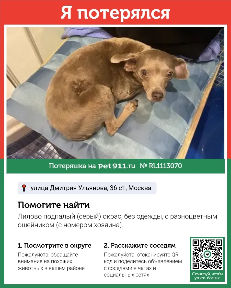 Пропала собака в Реутове — фото объявления