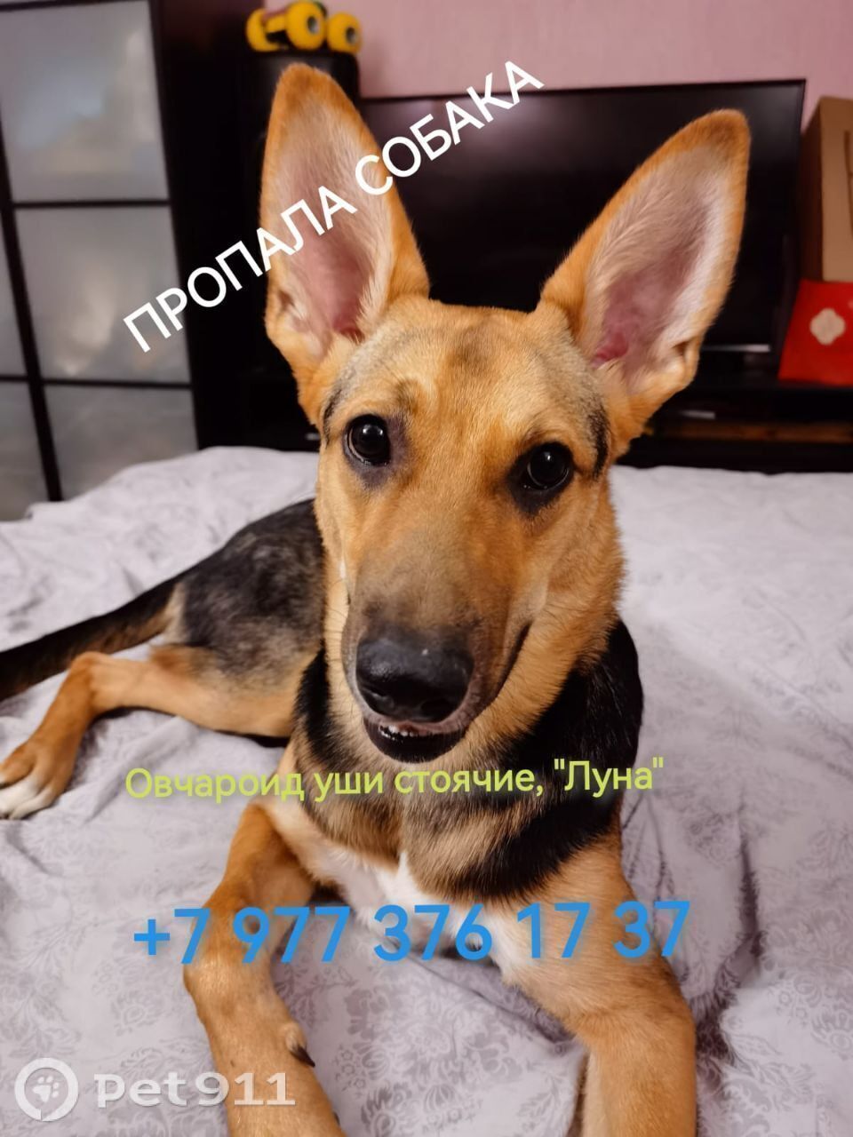 Пропала собака в Реутове — фото объявления