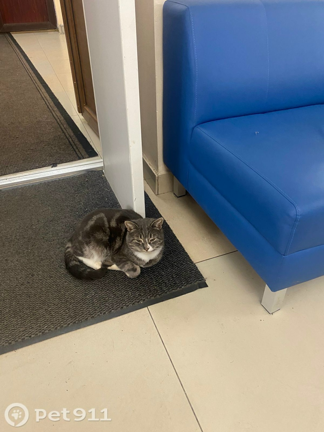 Найдена кошка в Реутове — фото объявления