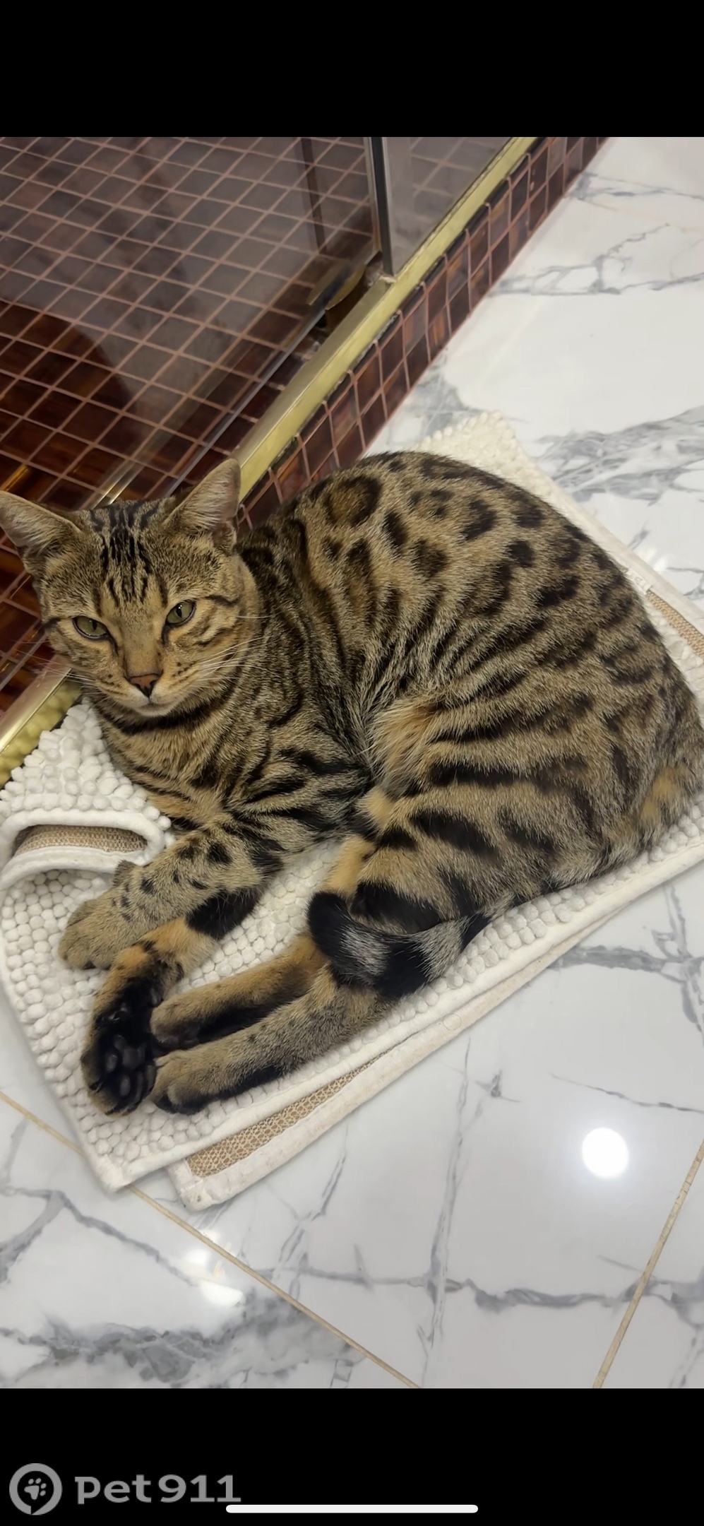 Пропала кошка в Реутове — фото объявления