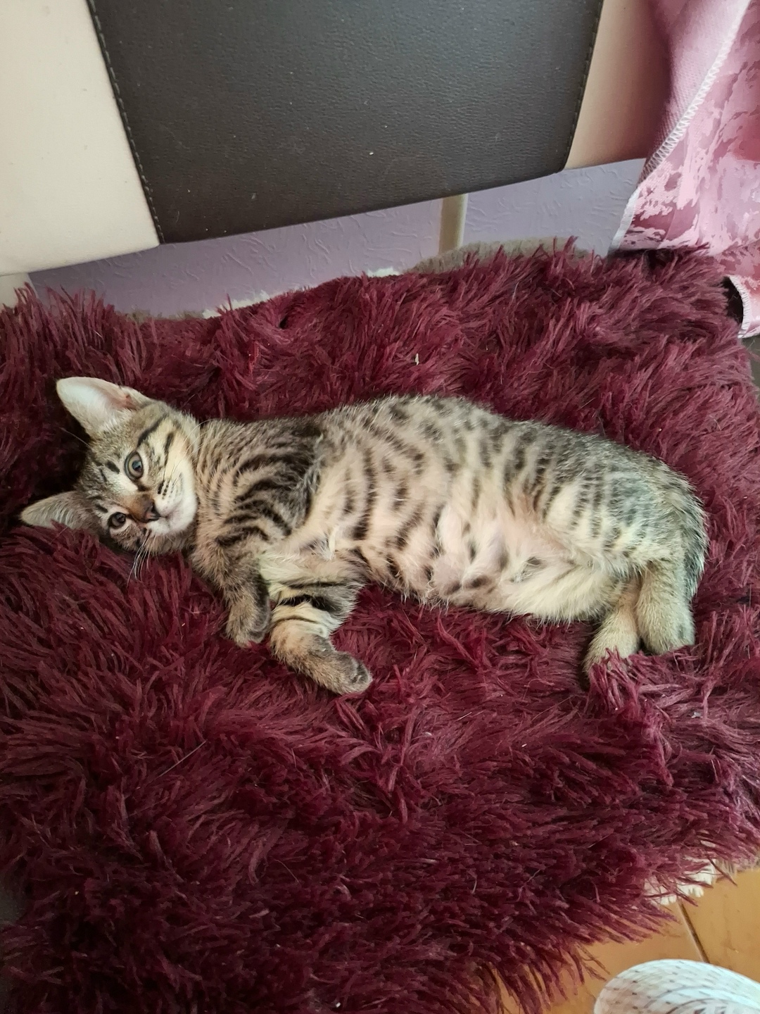 Пропала кошка в Жуковском — фото объявления