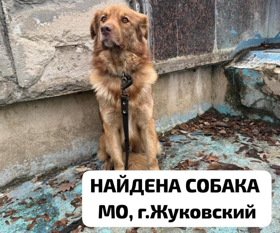 Найдена собака в Жуковском — фото объявления