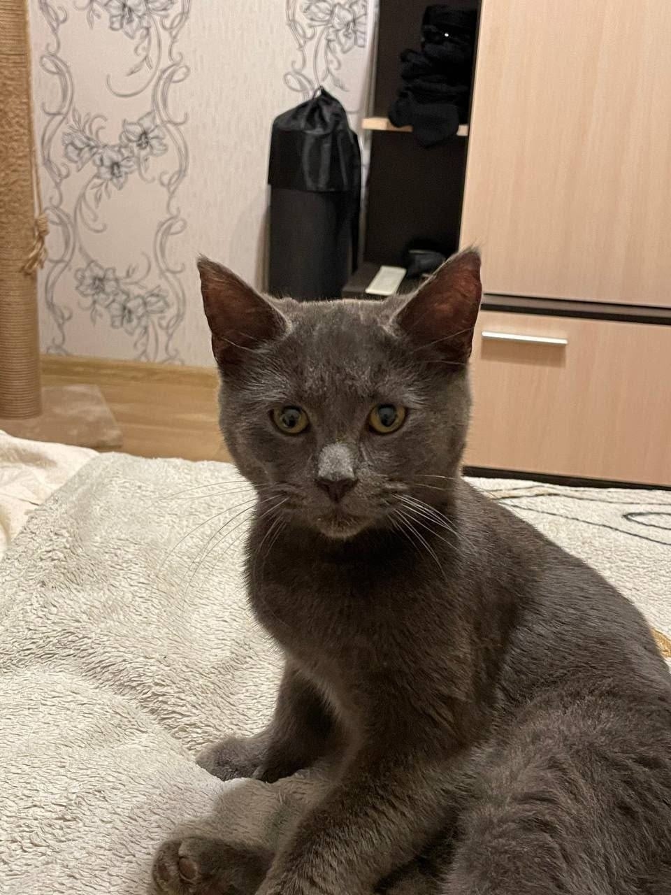Найдена кошка в Жуковском — фото объявления