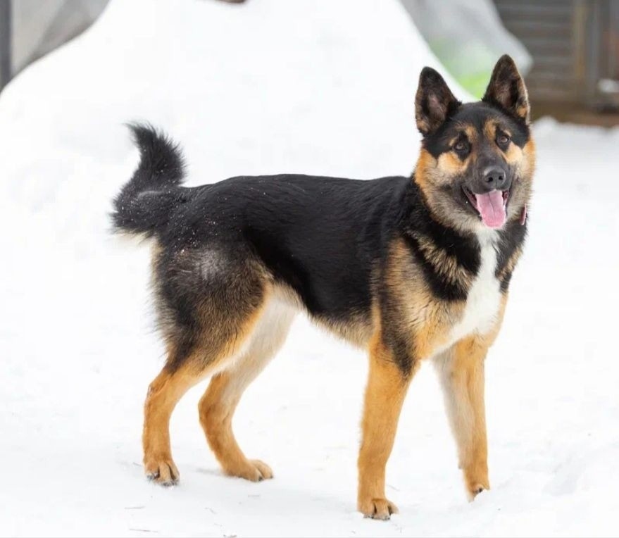 Найдена собака в Жуковском — фото объявления