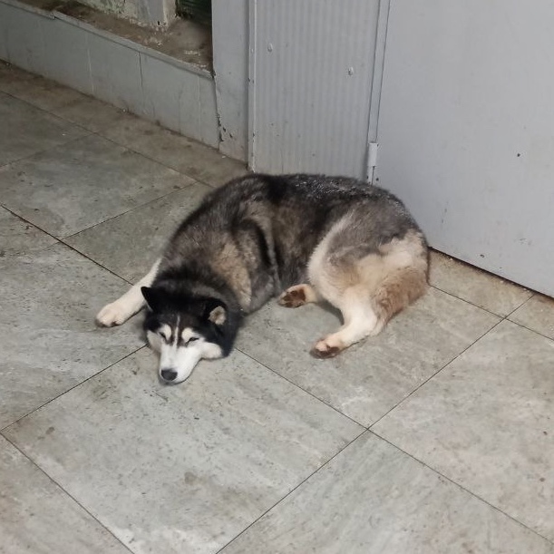 Пропала собака в Жуковском — фото объявления