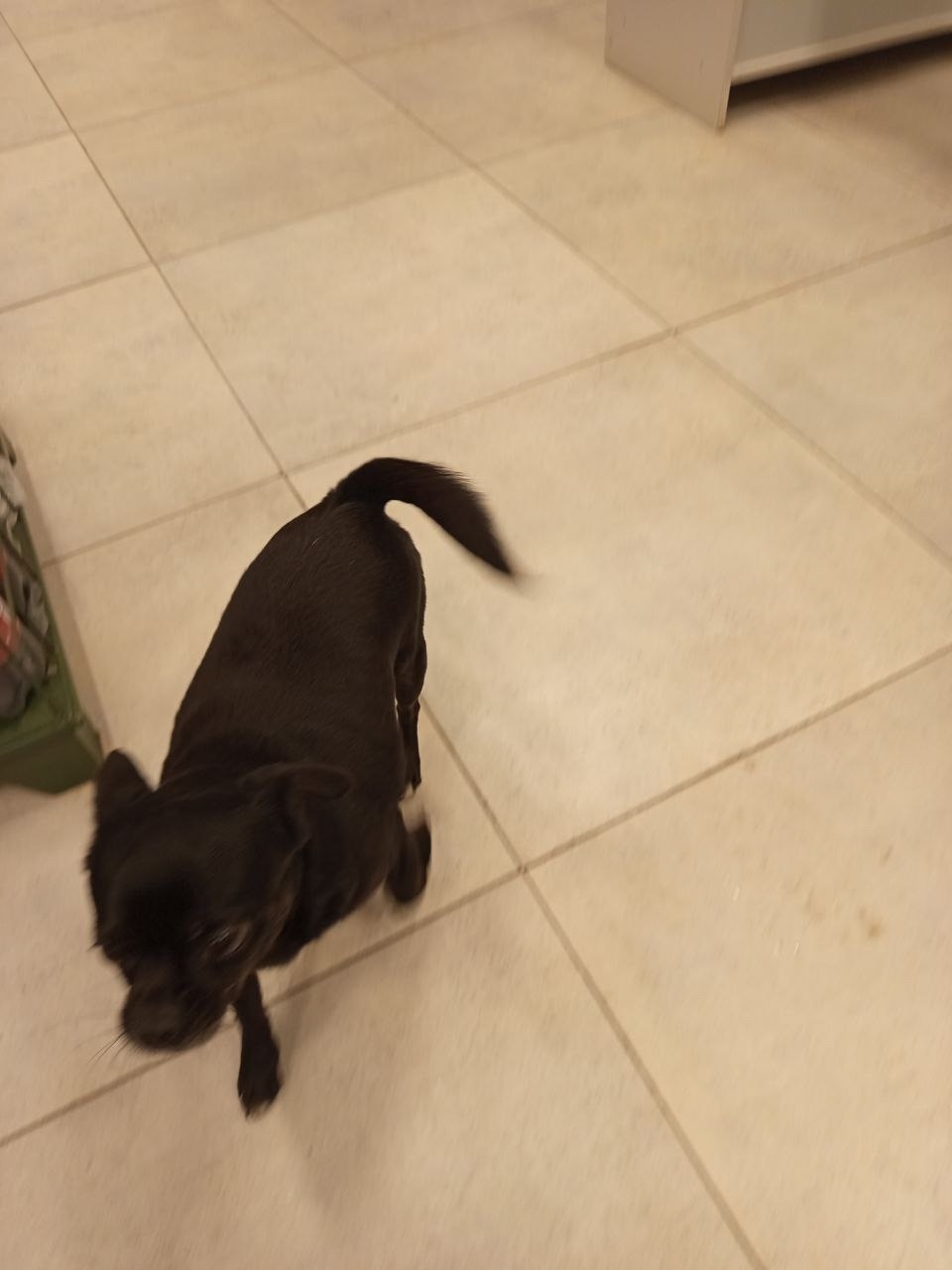 Найдена собака в Жуковском — фото объявления