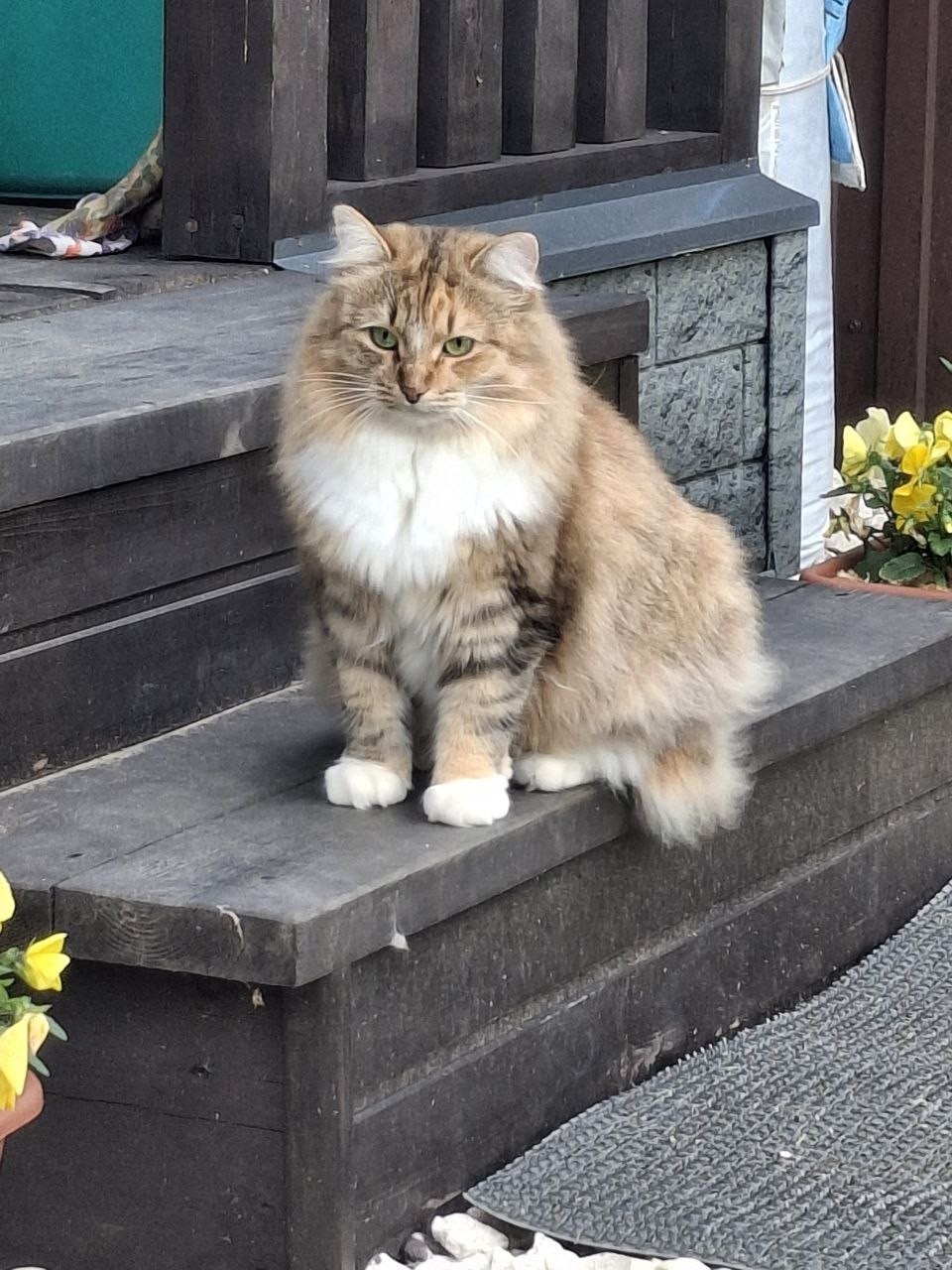 Пропала кошка в Жуковском — фото объявления