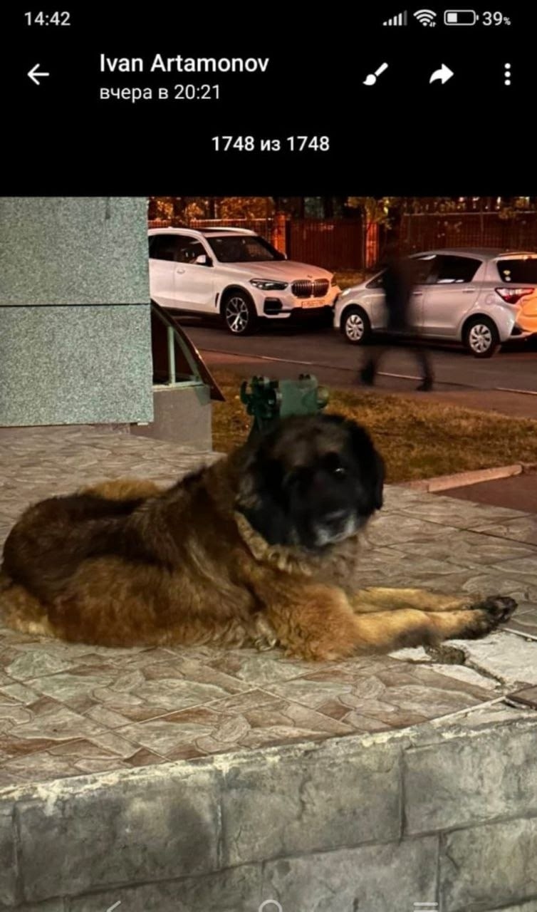 Пропала собака в Жуковском — фото объявления