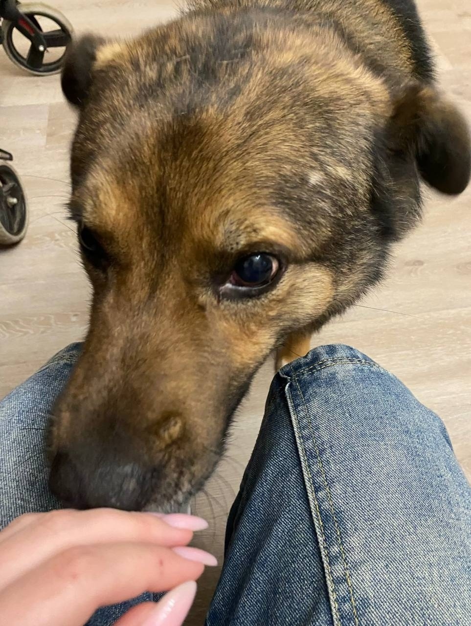 Пропала собака в Жуковском — фото объявления