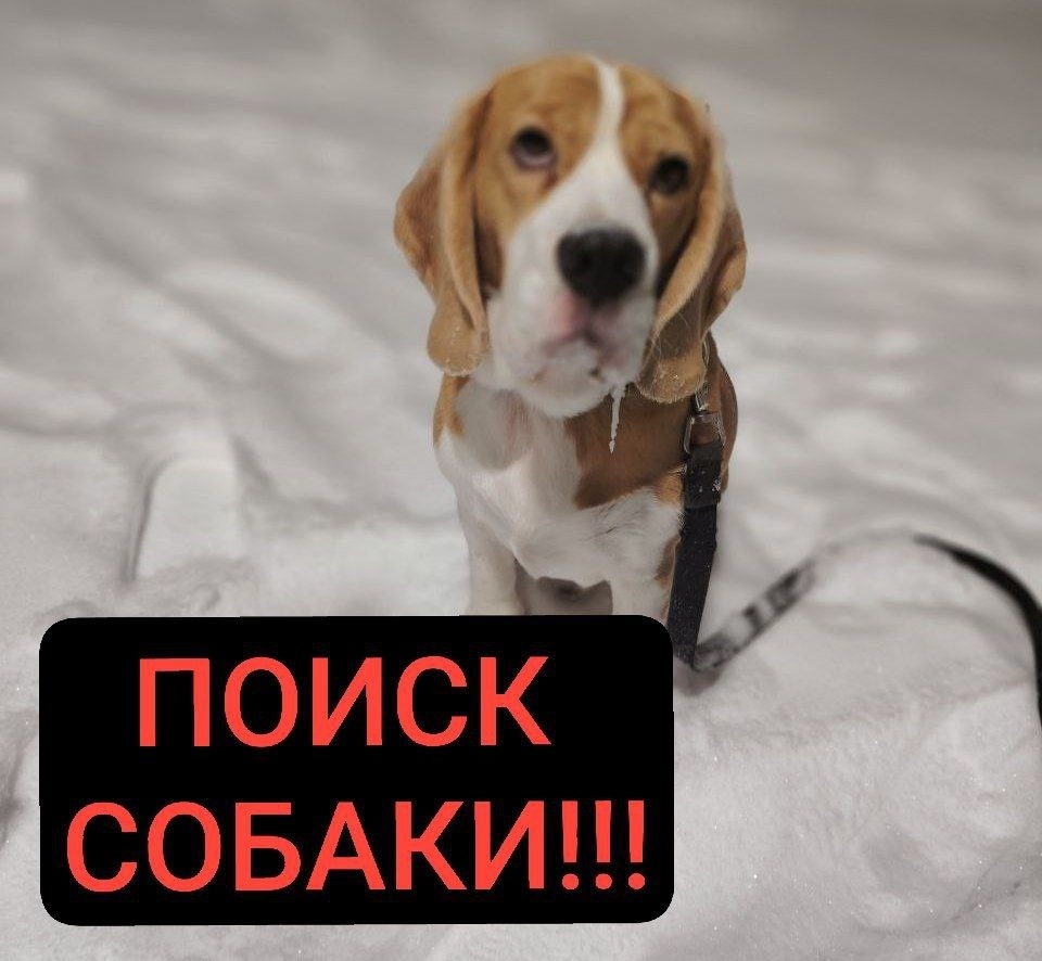 Пропала собака в Жуковском — фото объявления