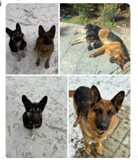 Пропала собака в Жуковском — фото объявления