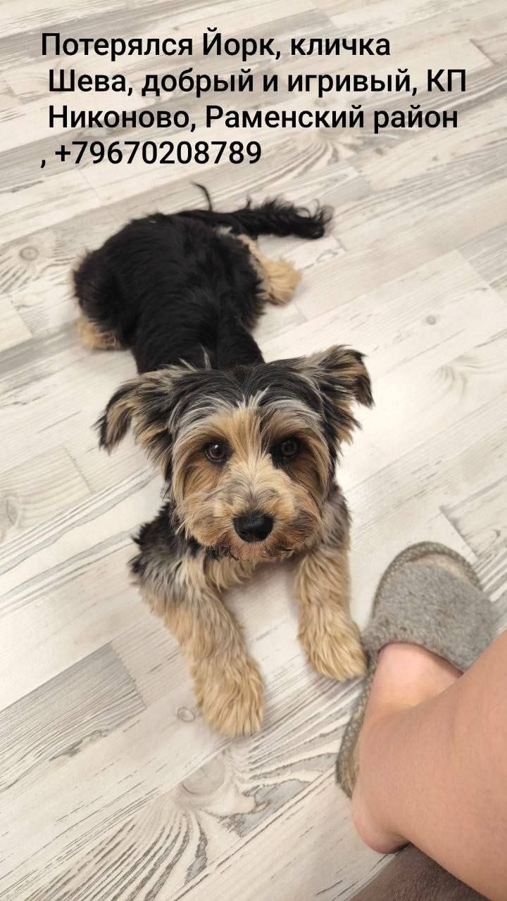 Пропала собака в Жуковском — фото объявления