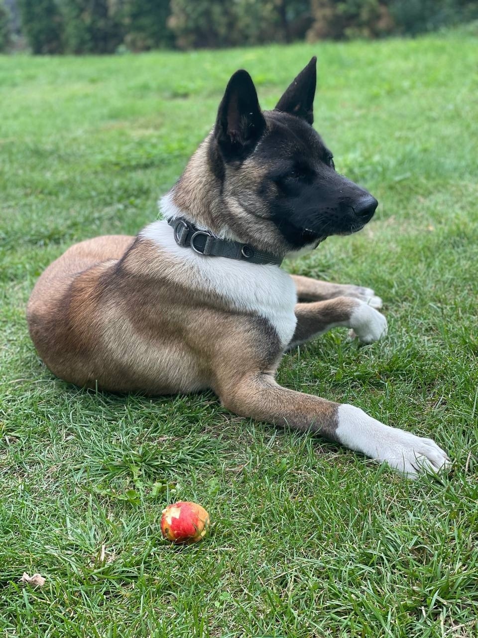 Найдена собака в Жуковском — фото объявления