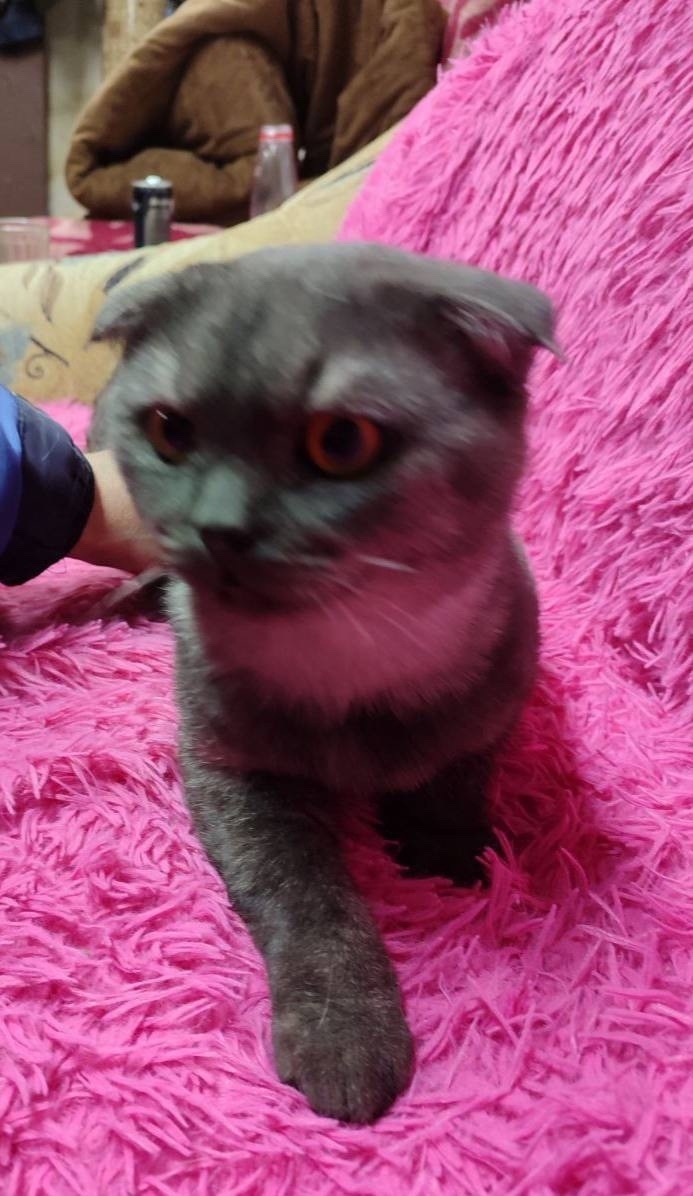 Найдена кошка в Жуковском — фото объявления